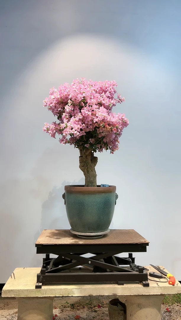 【闪购商品】aa912