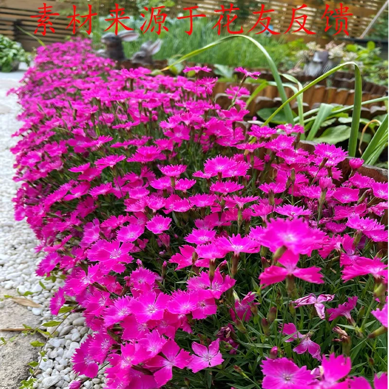 欧石竹花苗庭院绿化植物四季耐热耐寒