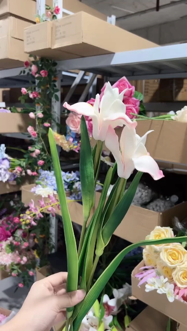 2枝粉色鸢尾花花