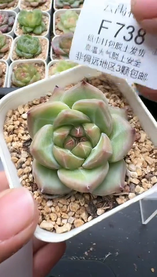 738F云禹多肉植物 默认脱土纸巾打包 3颗包邮