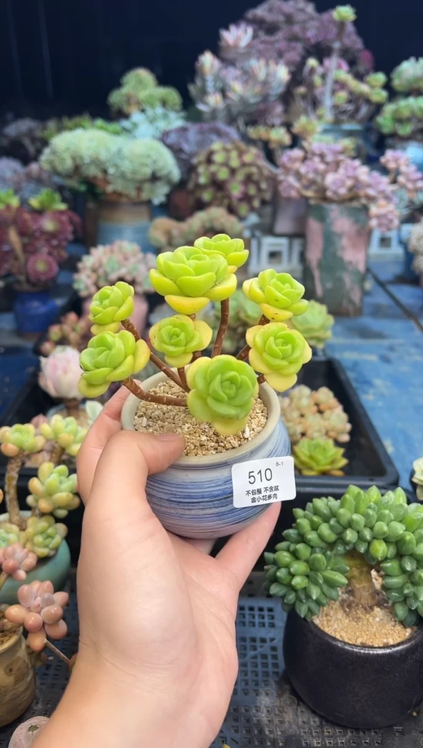 小***鱼510         不带盆