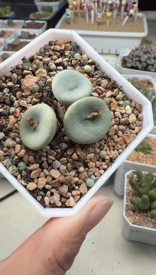 **212多肉植物肉锥