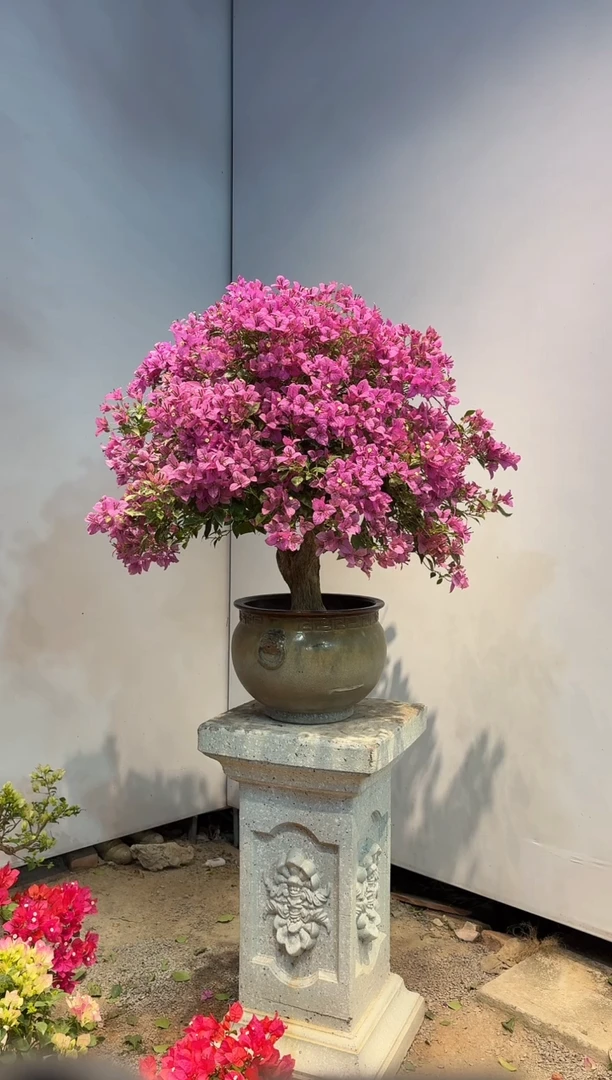 以实际为准三角梅58