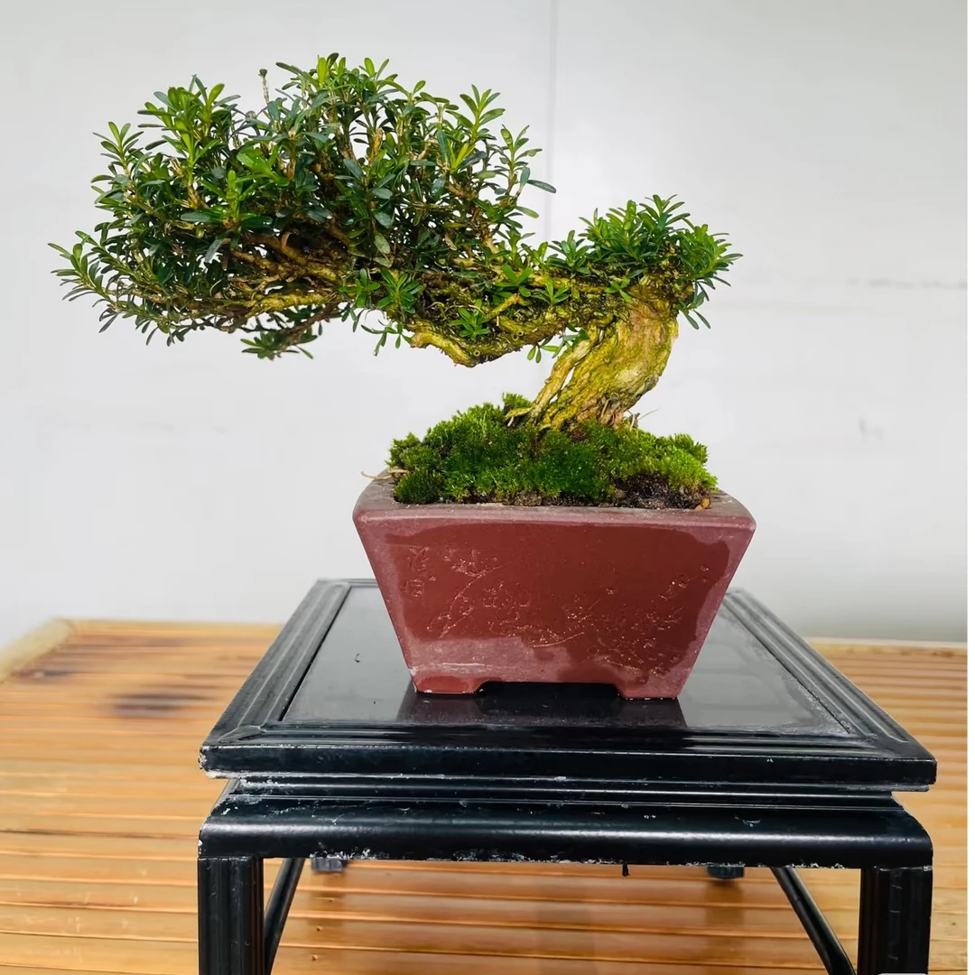 珍珠米叶黄杨高端盆景素材（直播间一物一拍）