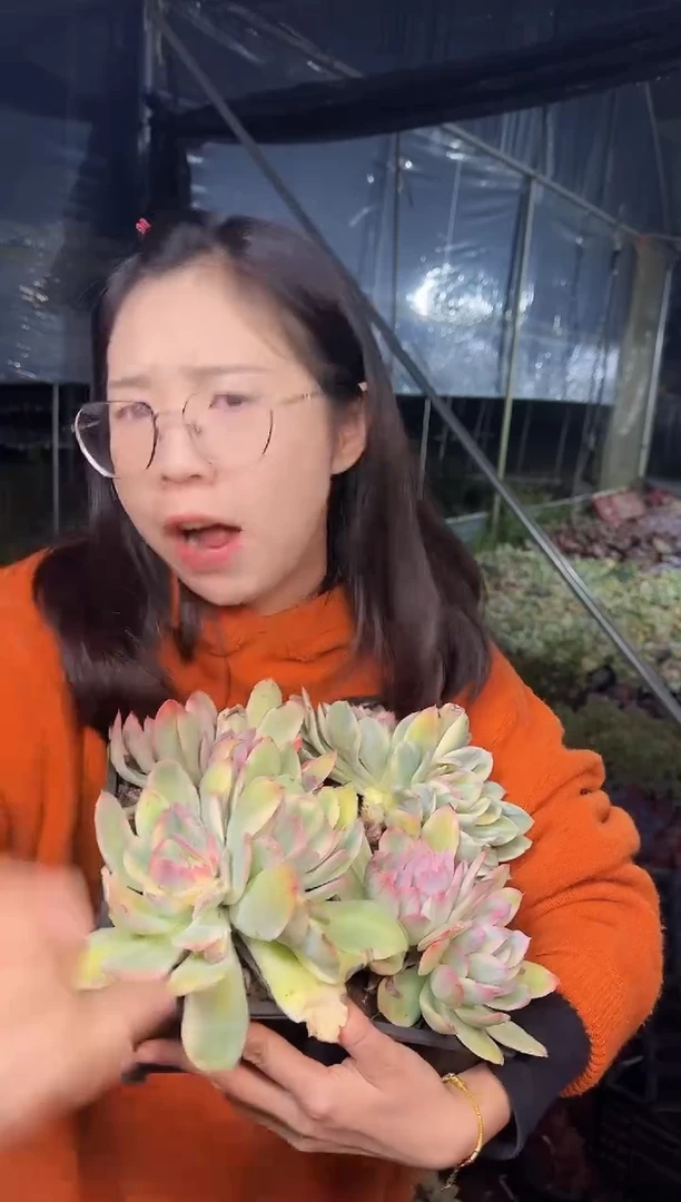 双头绮罗锦3.99