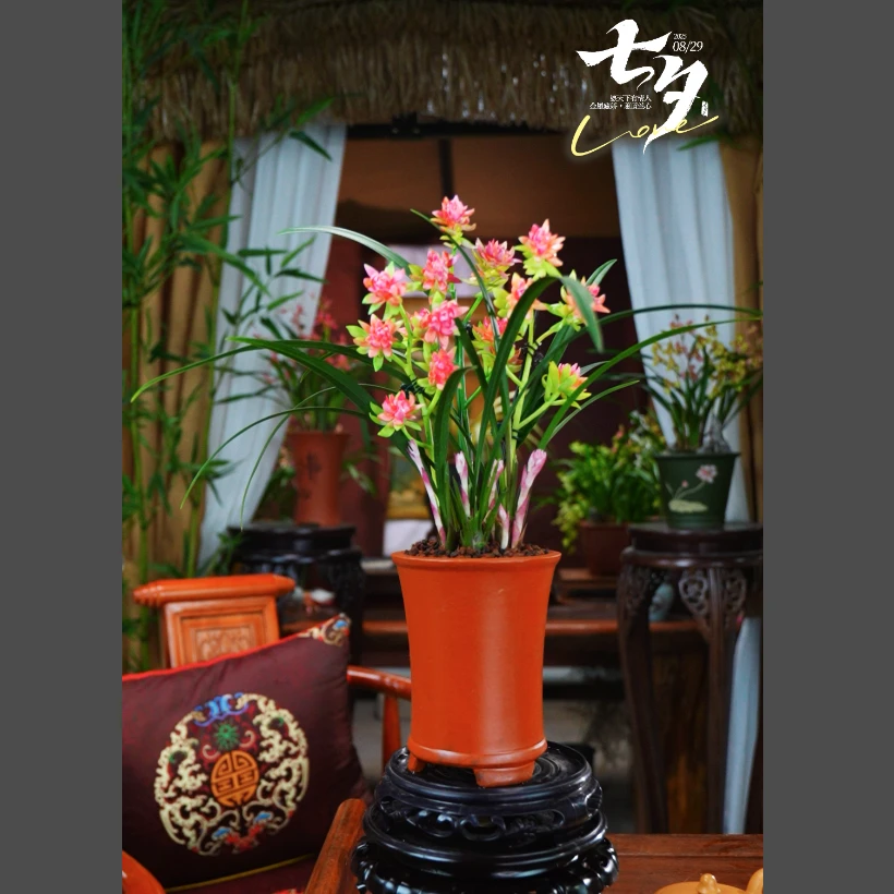 建兰 带花苞 [红禅牡丹] 浓香型 室内好养兰花 一整套带盆种好