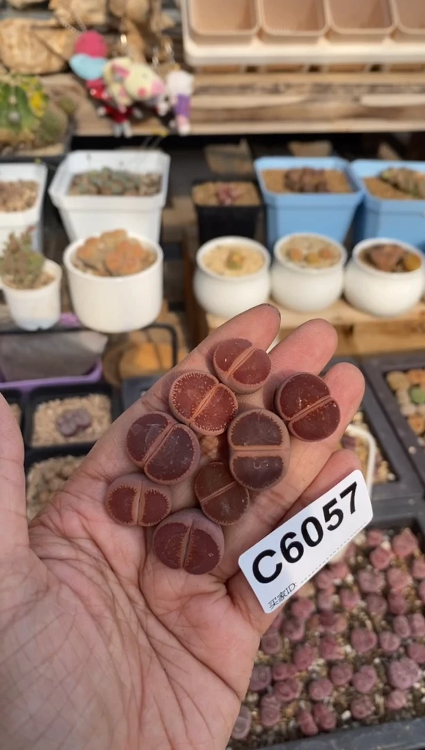 6057直播一物一拍