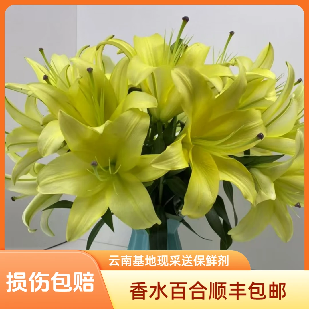 香水百合白色黄色红色云南基地直供优选货源云南顺丰包邮新鲜发货