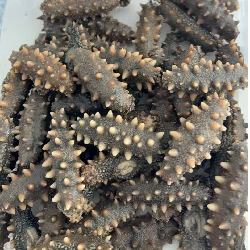 深水底播野生海参  纯淡干海参 长海县深水底播海参