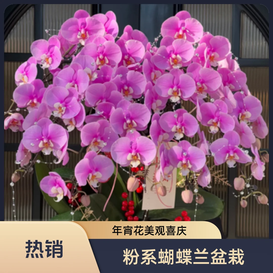 年宵花粉色系蝴蝶兰盆栽10颗
