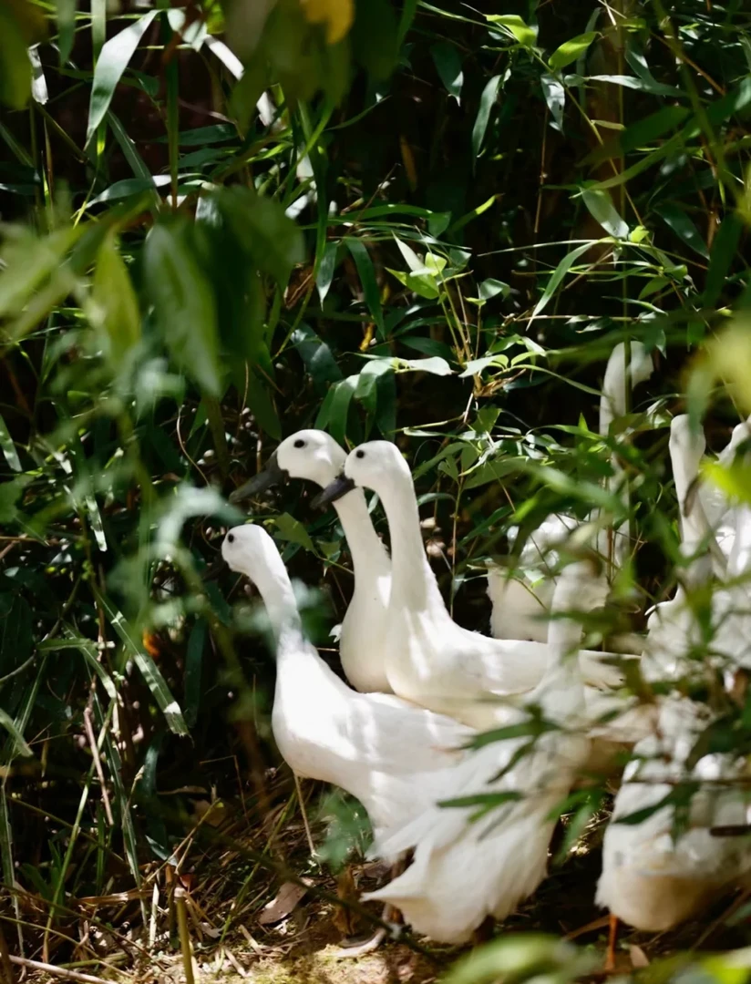 连城特产富硒白鹜鸭原生态田中散养肉质紧实营养丰富