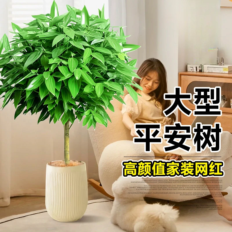 平安树客厅盆栽大型绿植老桩落地大号新房吸甲醛植物大棵幸福树