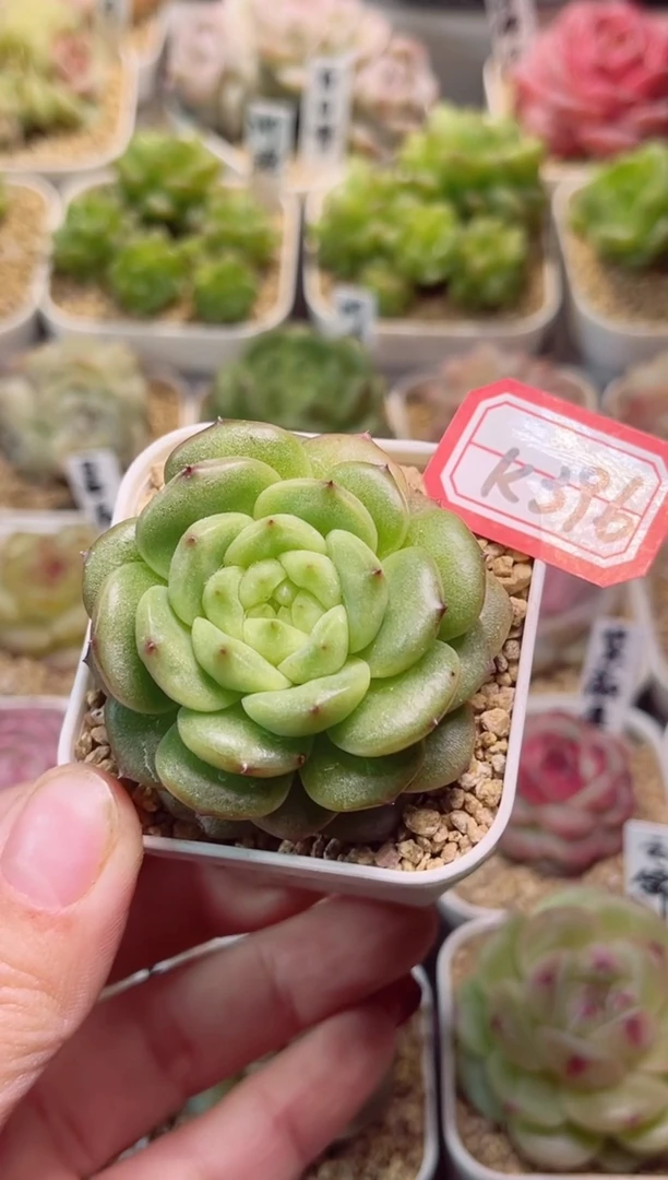 【闪购商品】K396灯泡一物一拍