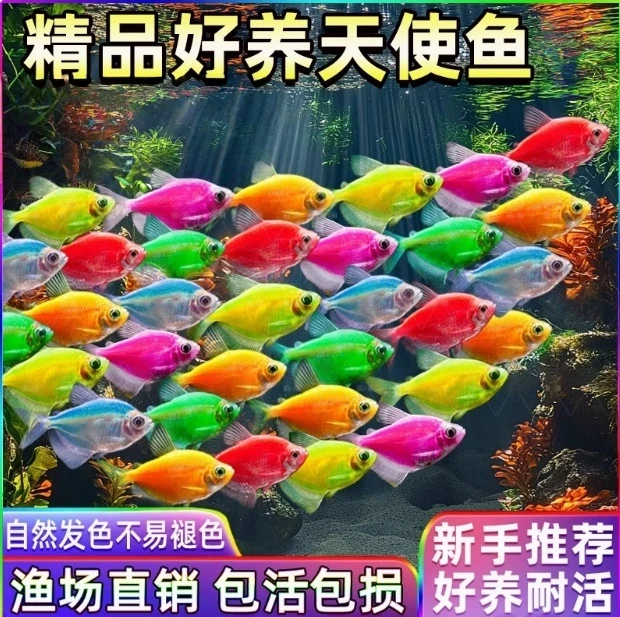 七彩糖果天使鱼小型热带观赏鱼耐活颜色群游鱼淡水