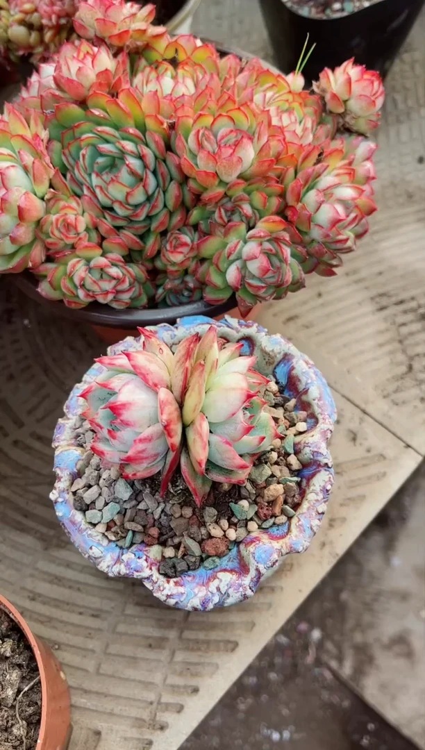 【闪购商品】10125