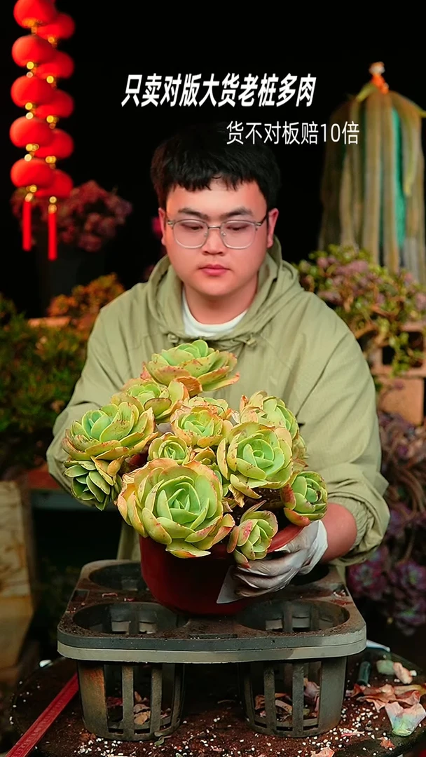 【闪购商品】超大碧桃76号