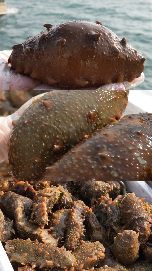 【50斤活参】大连渤海湾核心产区！底播秋参现捞现煮