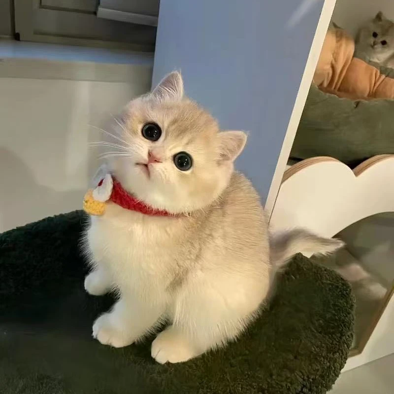 希希（品多）缅因布偶蓝金金渐层款式