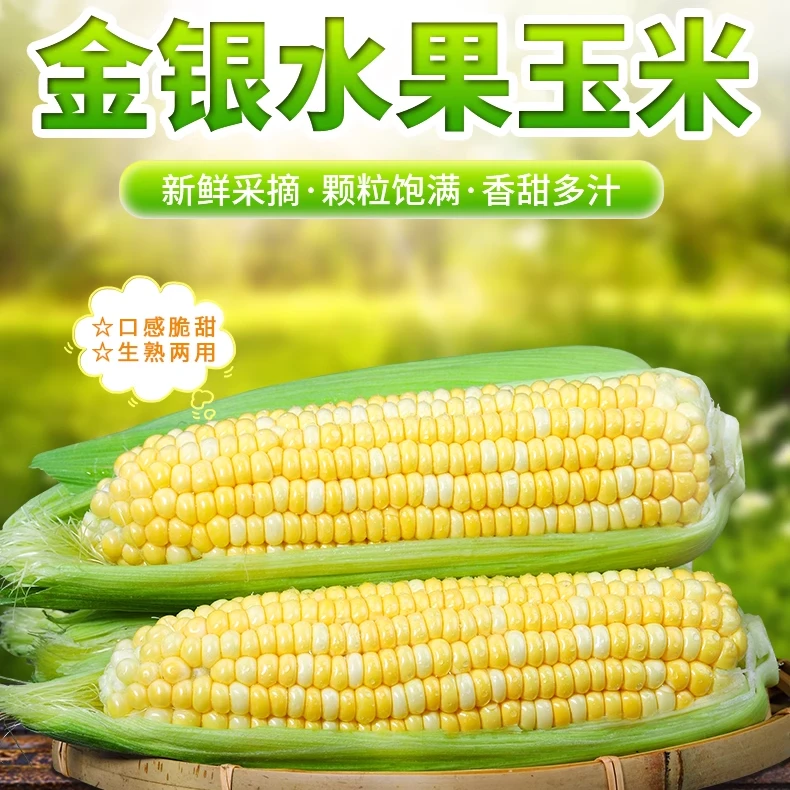【川渝贵阳 次日达】云南农家自种高山香甜金银水果玉米【京东包邮】