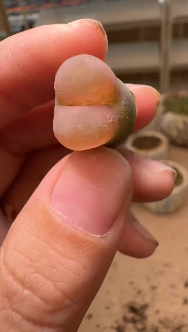 美丽的肉石头16-52荔枝毛