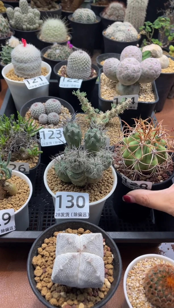 ?*?红苹果专拍大号恩冢带盆