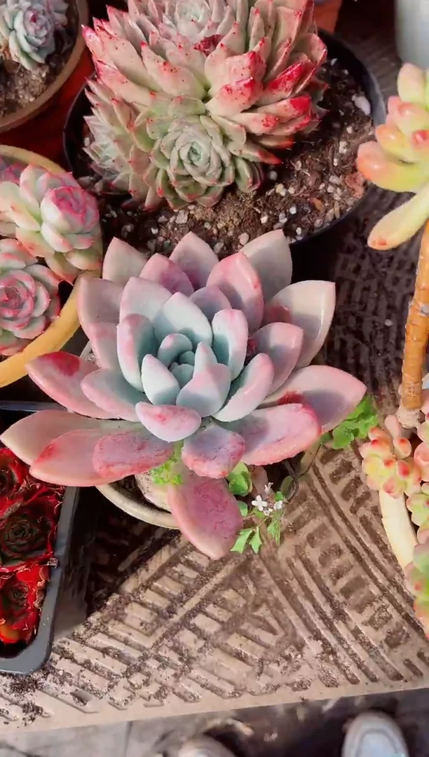 ༨****?跃跃精品多肉30212