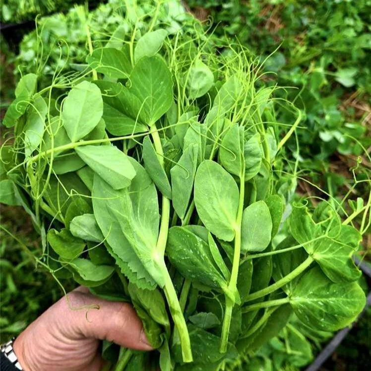 【豌豆尖种子】四季种植无须豌豆苗可水培土培阳台盆栽龙须