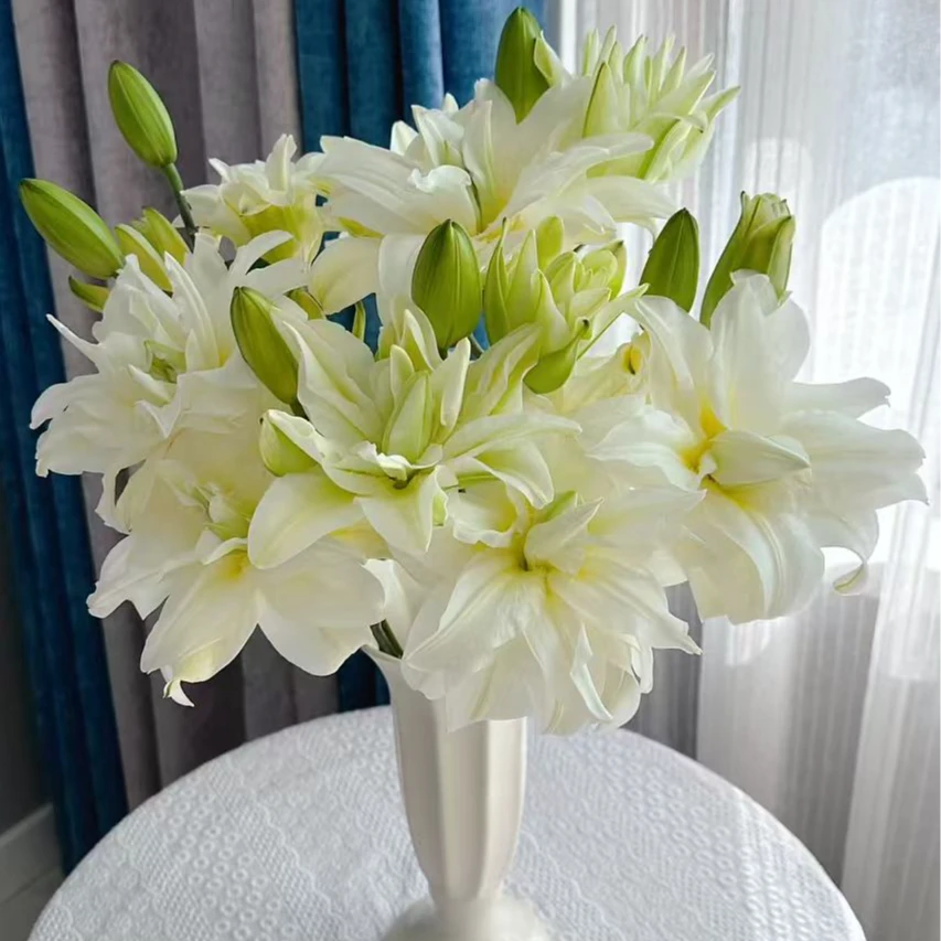 【买百合选林冲】泽塔重瓣香水百合 蓬松饱满 香味甜 奶油质感