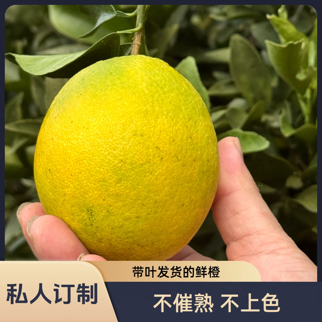 【私园鲜橙】不催熟不上色带叶发货/纽荷尔冰糖橙子（非赣南脐橙）