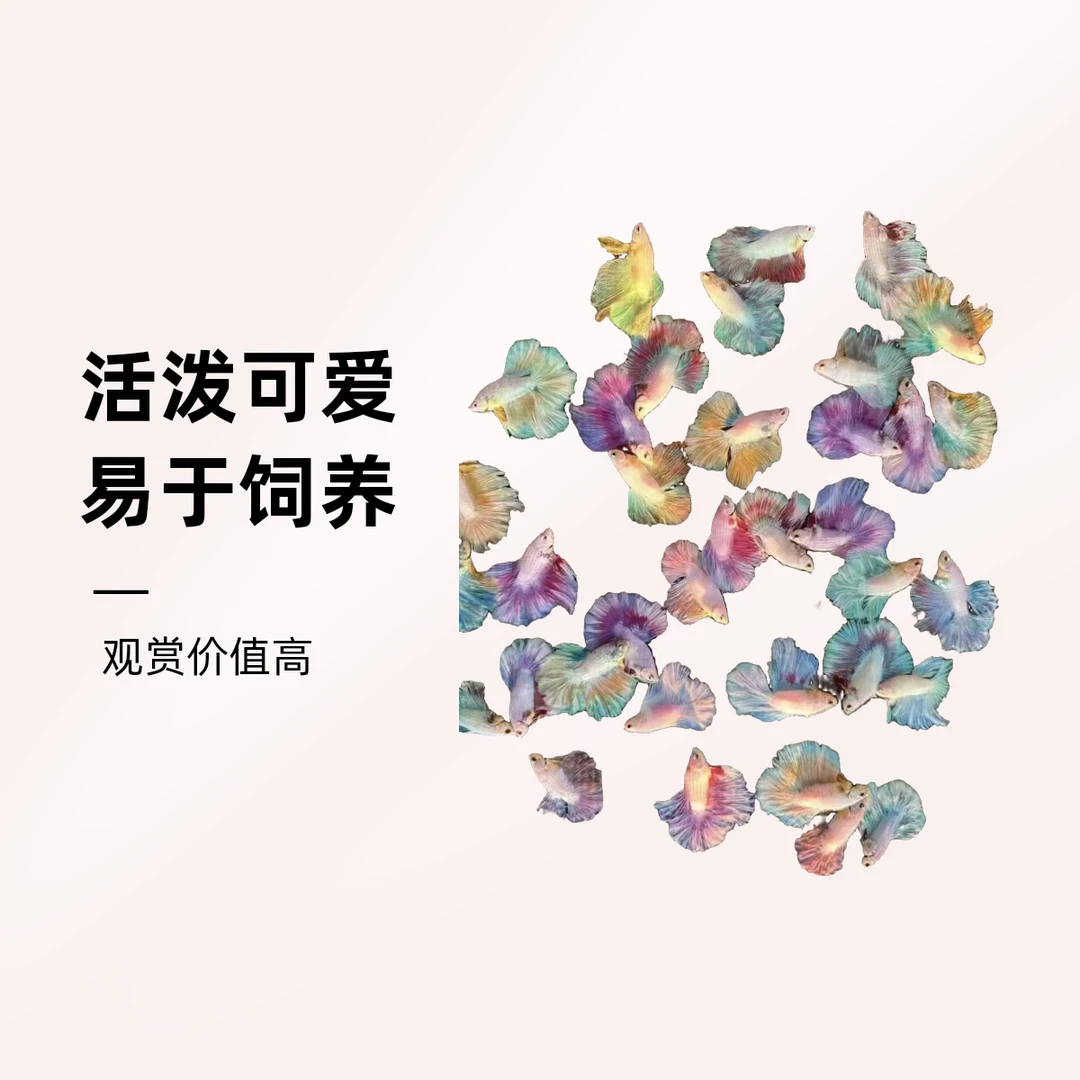 （1号-40号）直播链接精品泰国婚纱斗鱼！