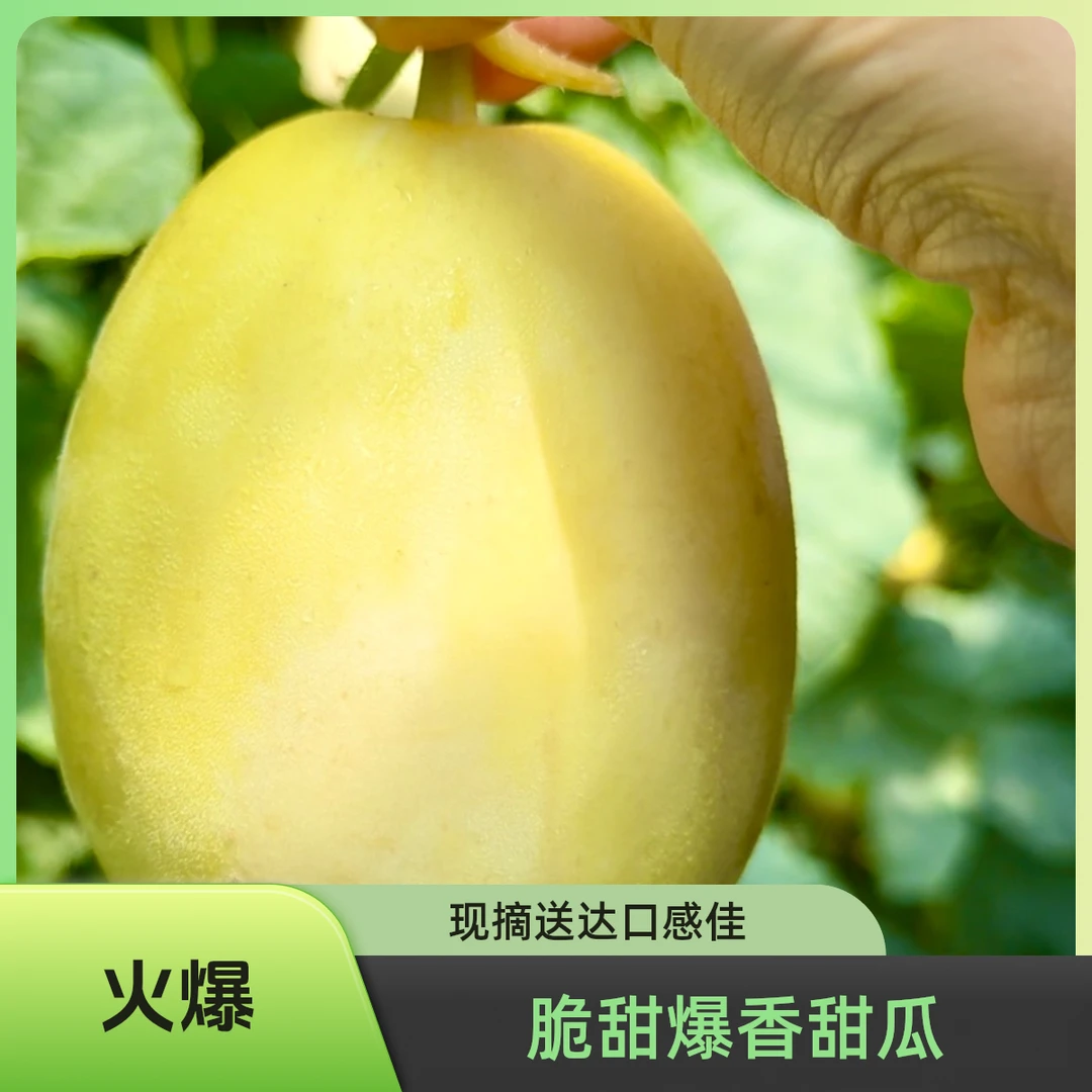 金丝小瓜 脆甜爆香 甜瓜1500-3000g新鲜