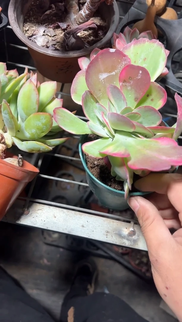 唐印锦缀化精品多肉