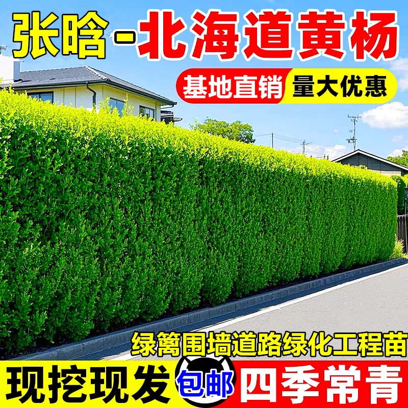 高档北海道黄杨北海道冬青树苗耐寒工程绿化苗篱笆围墙耐寒-35度