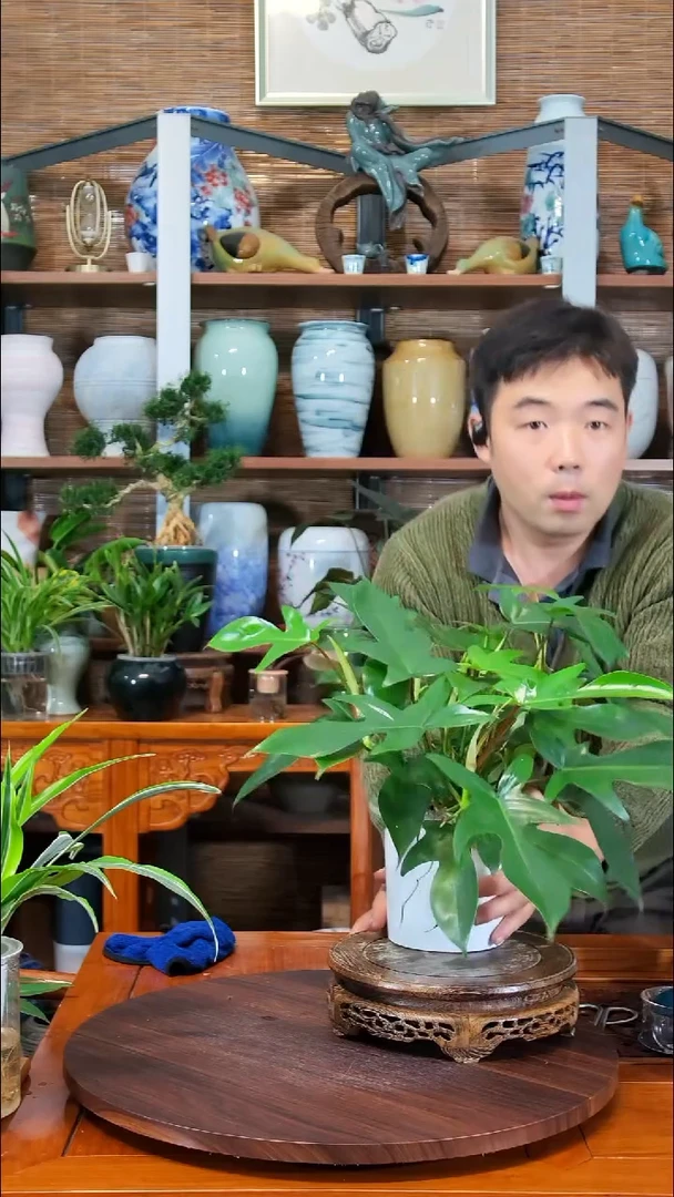 无花朵笨**笨水之韵水培飞机蔓绿绒