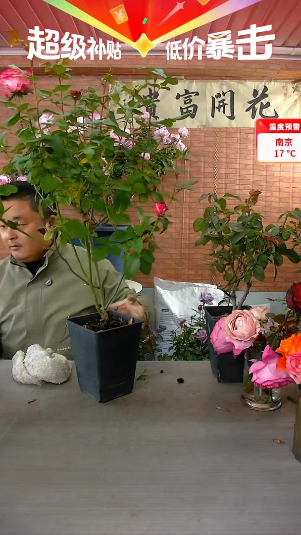 当前无花朵，栽培后可花朵卡门