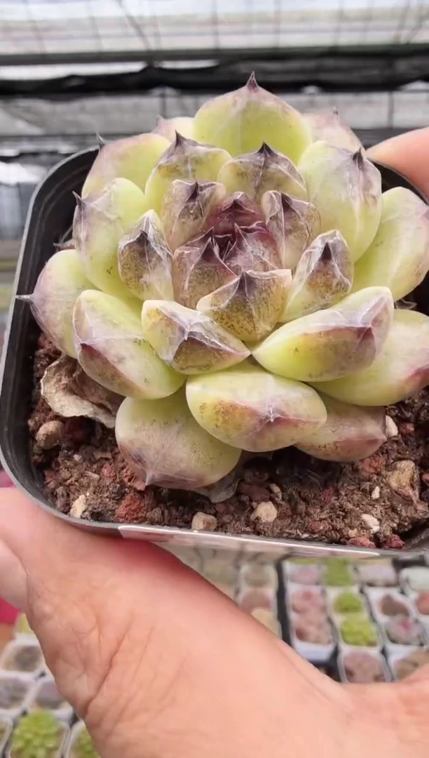 东云多肉园新款-29