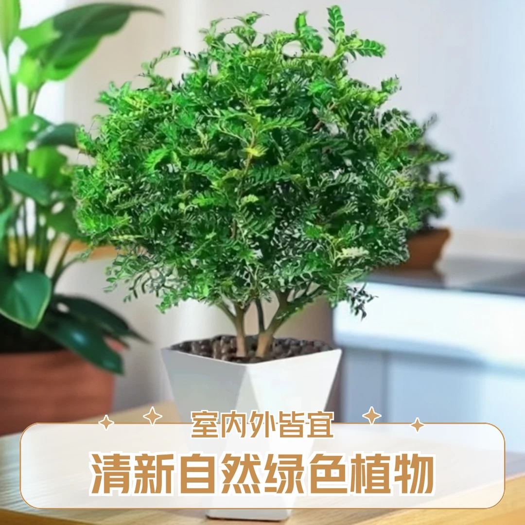 驱蚊清香木净化空气植物客厅除甲醛防蚊植物正宗胡椒木花卉