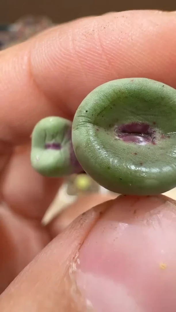 多肉植物肉锥16-323