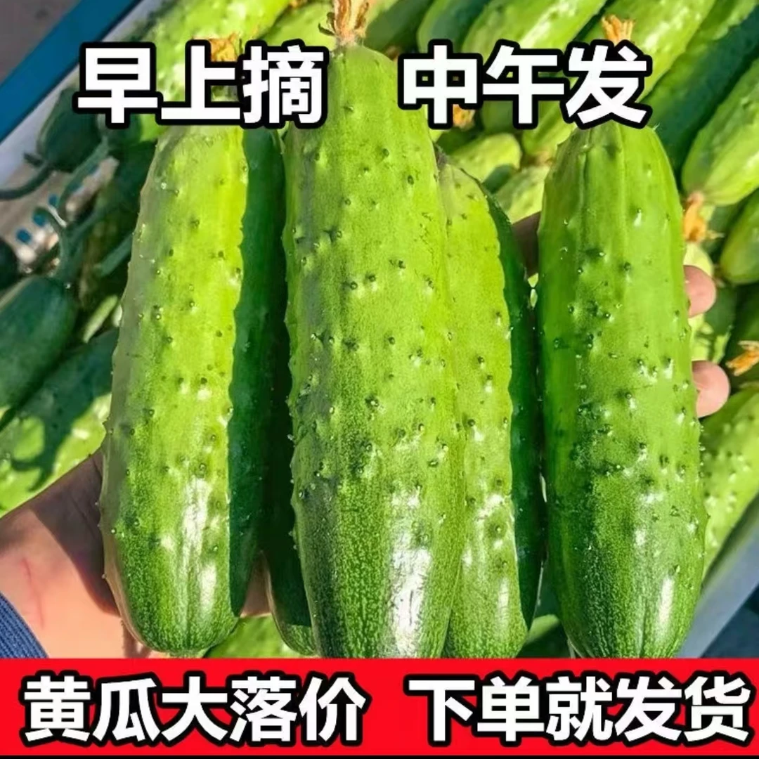 上海本地水果黄瓜