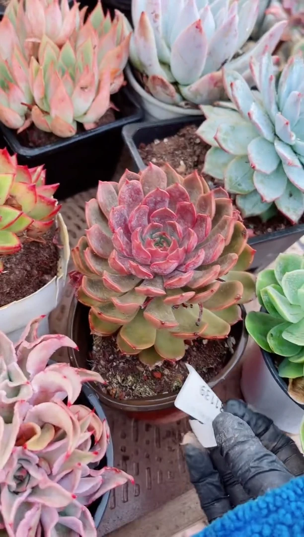 落*多肉植物一物一拍31139