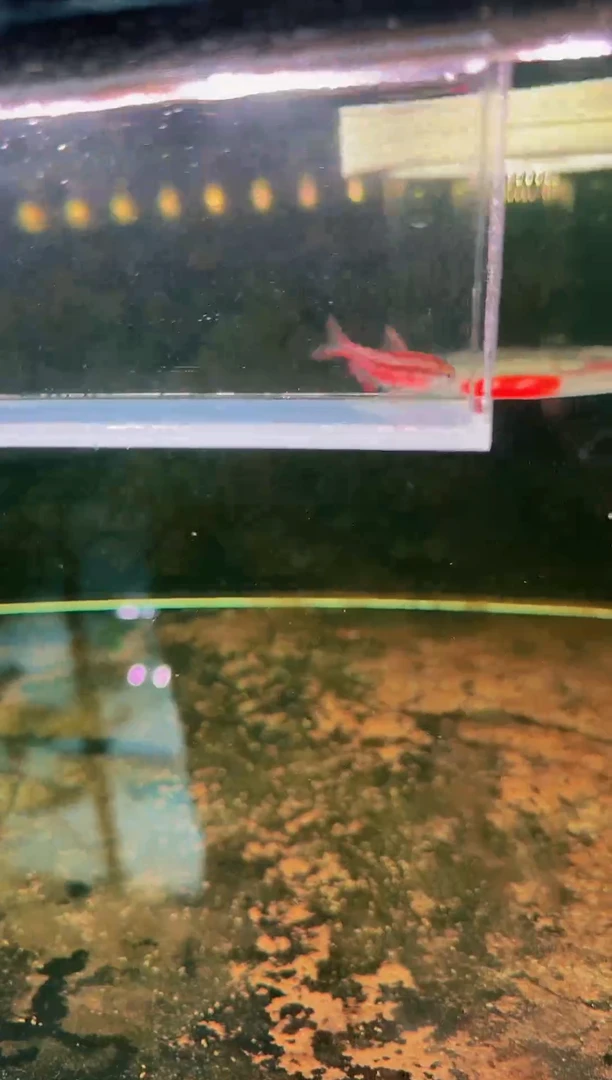 灯科鱼超级红魔鬼*1（1黑点）