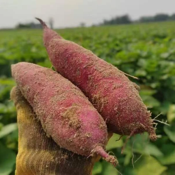 [薯你最甜]海南澄迈桥头沙土村种植的沙地地瓜源头原产地粉糯香甜