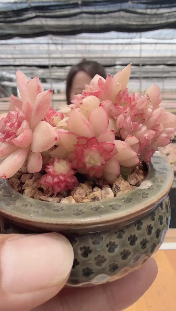 东云多肉园新款-64