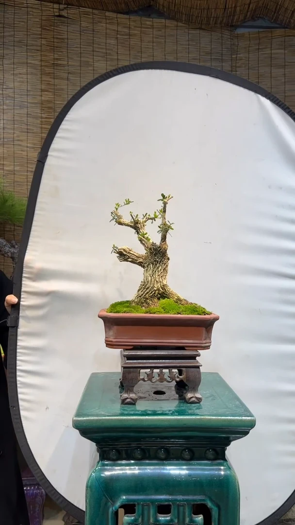 【闪购商品】雀舌黄杨