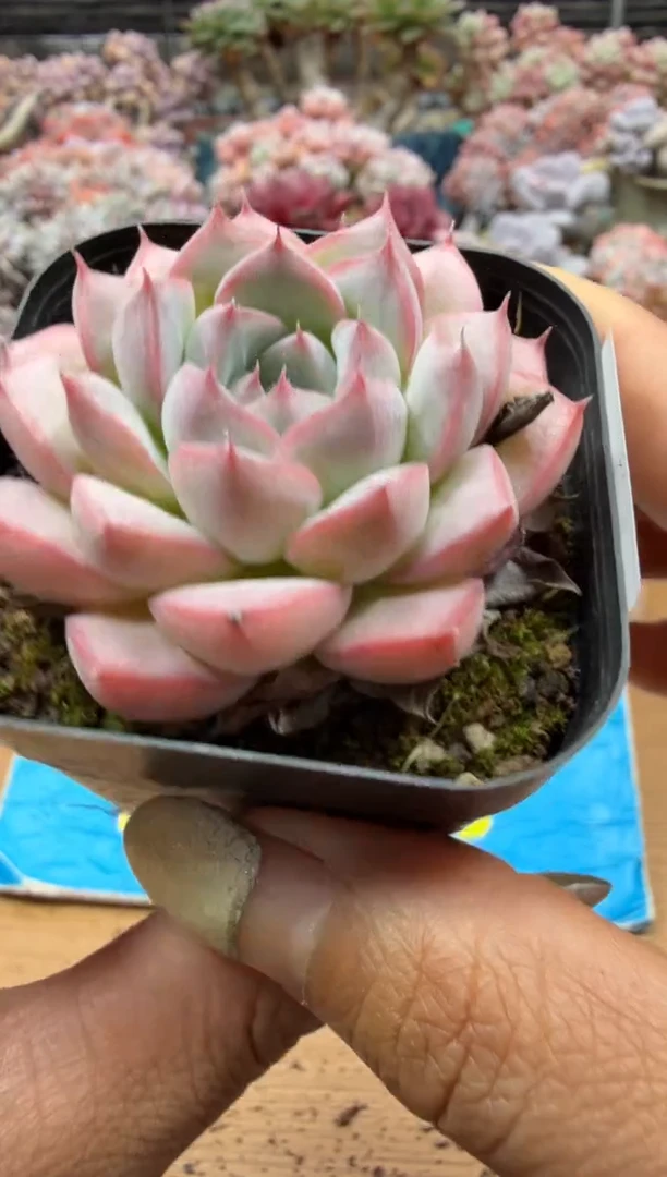 东云多肉园二店-122