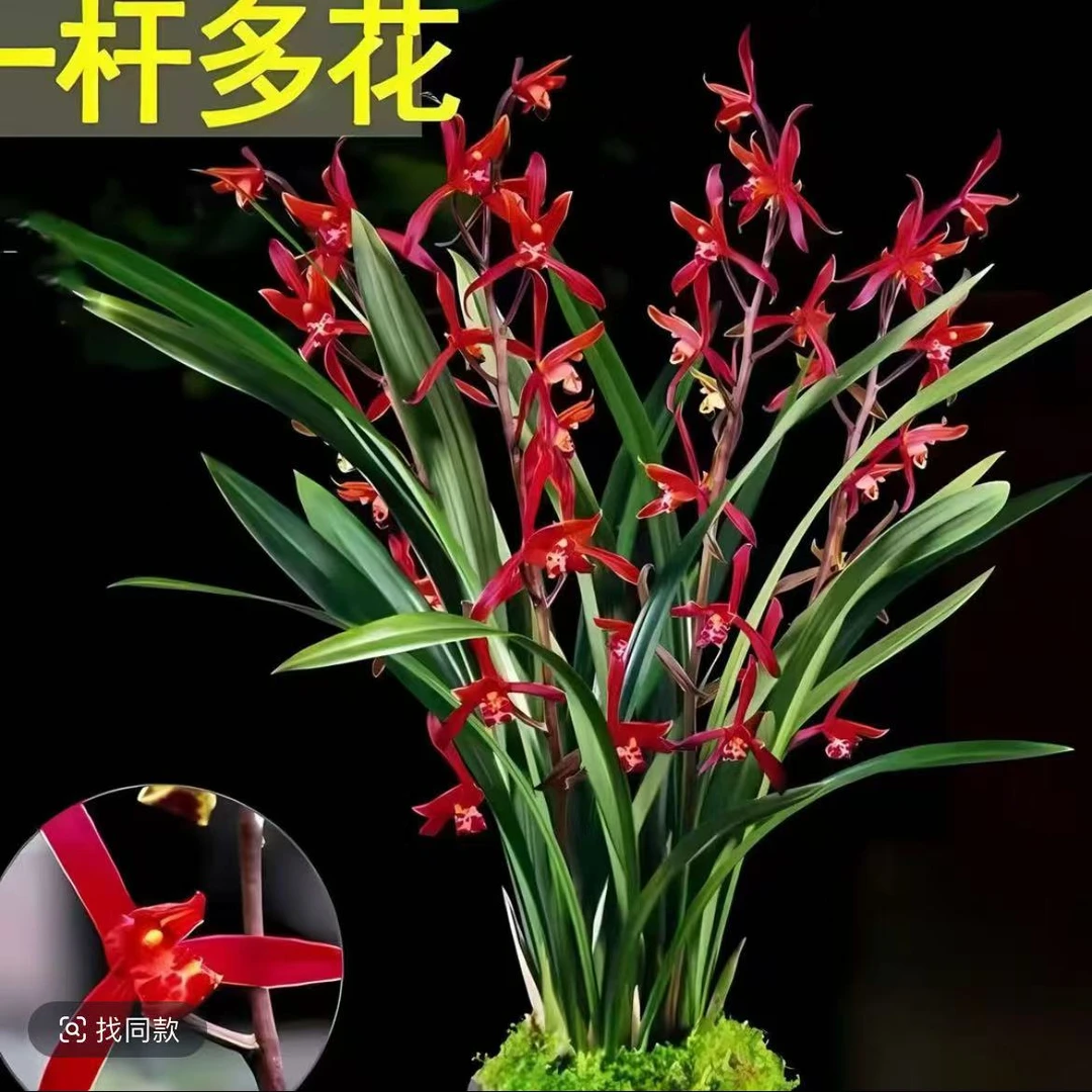 墨兰企黑盆栽兰花室内花卉6-8苗四季常青基地直发