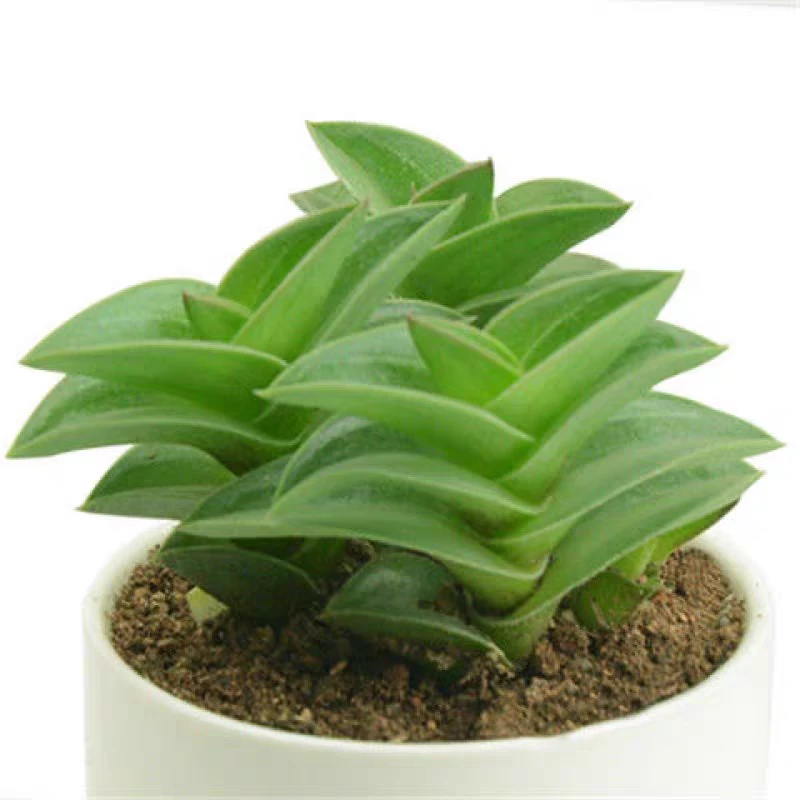 一帆风顺多肉植物