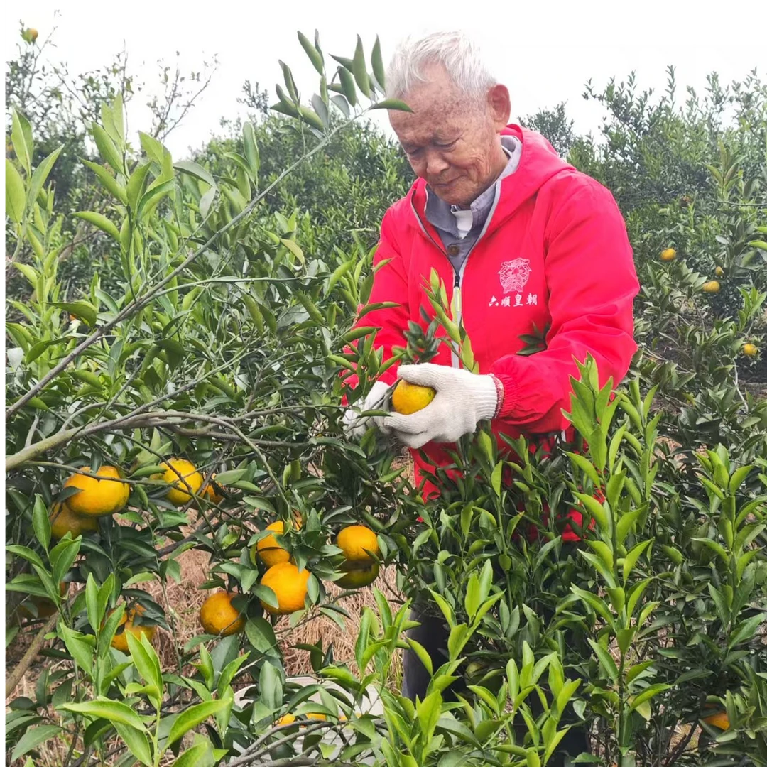 2025年正宗新会陈皮新皮专用