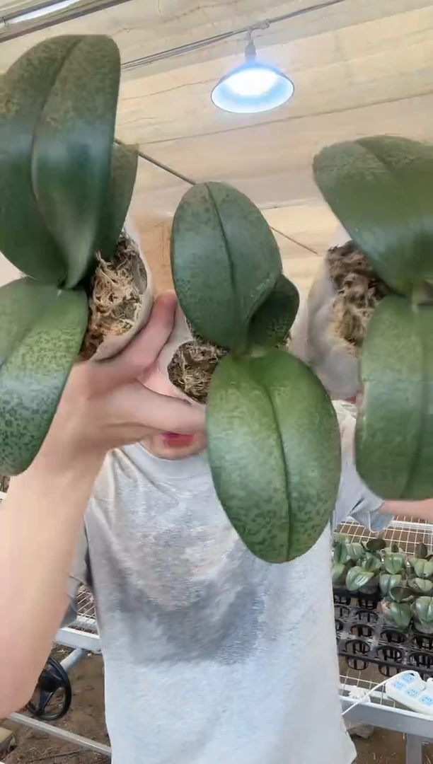 无花朵【滨榔西施】出梗苗叶片晒伤