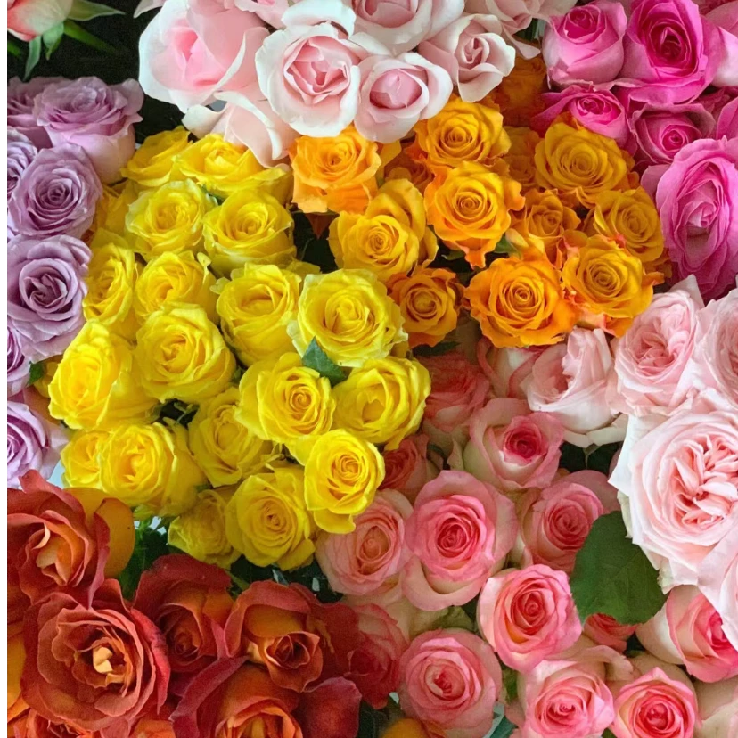 基地玫瑰60枝 3个色   玫瑰鲜切花